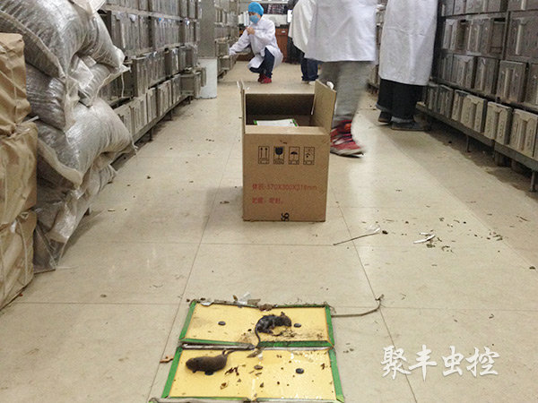 中医医院灭鼠