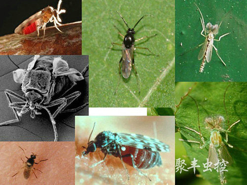 苍蝇防治