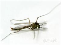 蚊类防治