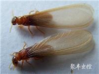 白蚁防治