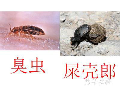 臭虫防治